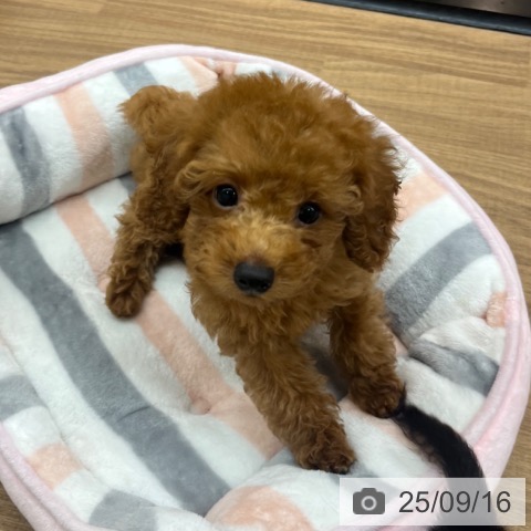 トイ・プードルの写真