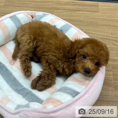 トイ・プードルの写真