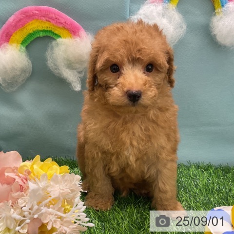 トイ・プードルの写真