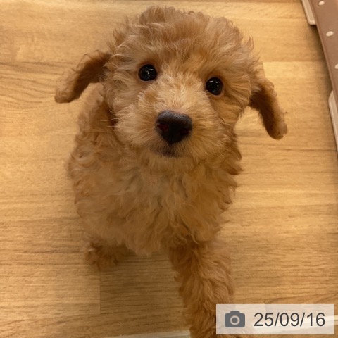 トイ・プードルの写真