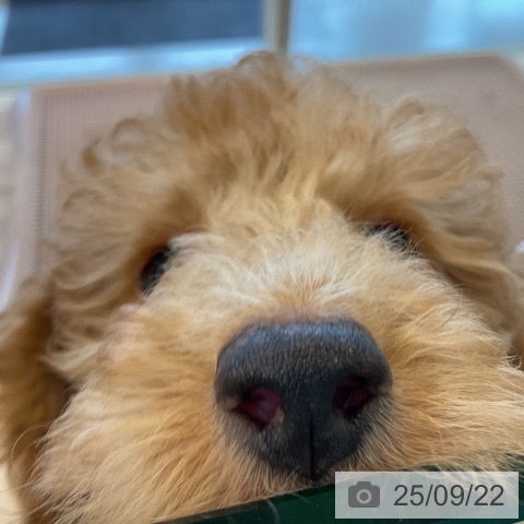 トイ・プードルの写真