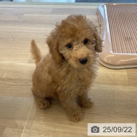 トイ・プードルの写真