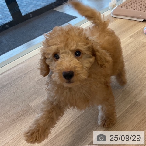 トイ・プードルの写真