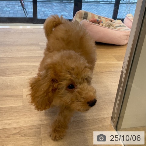 トイ・プードルの写真