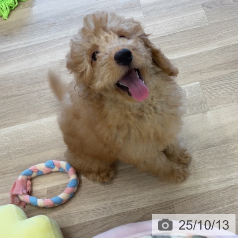 トイ・プードルの写真