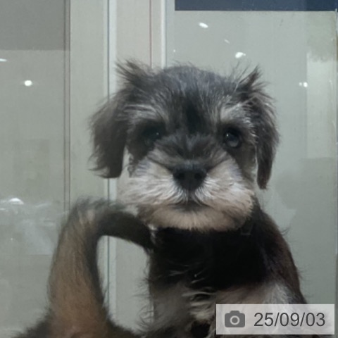 ミニチュア・シュナウザーの写真