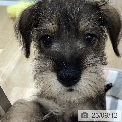 ミニチュア・シュナウザーの写真