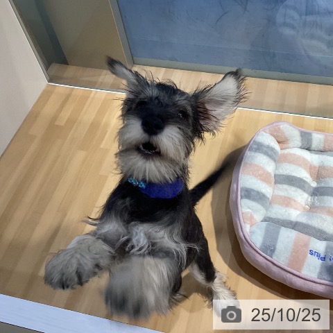 ミニチュア・シュナウザーの写真