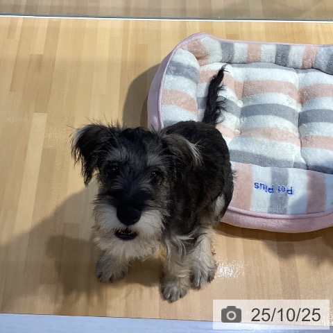 ミニチュア・シュナウザーの写真