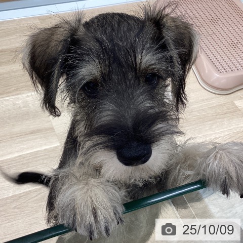 ミニチュア・シュナウザーの写真