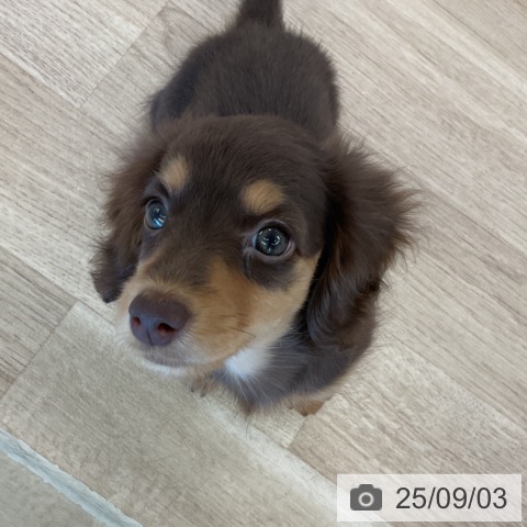 ミニチュア・ダックスフンドの写真