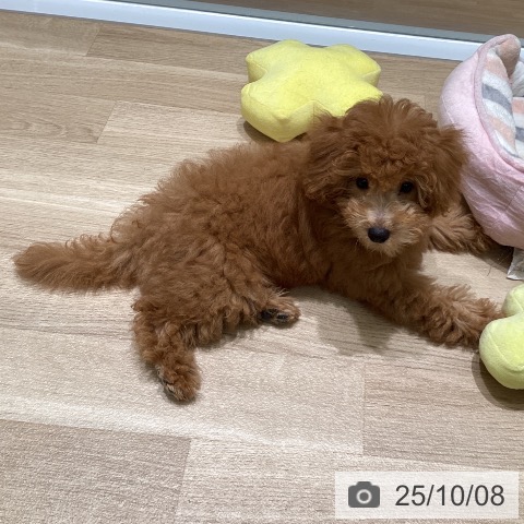 トイ・プードルの写真