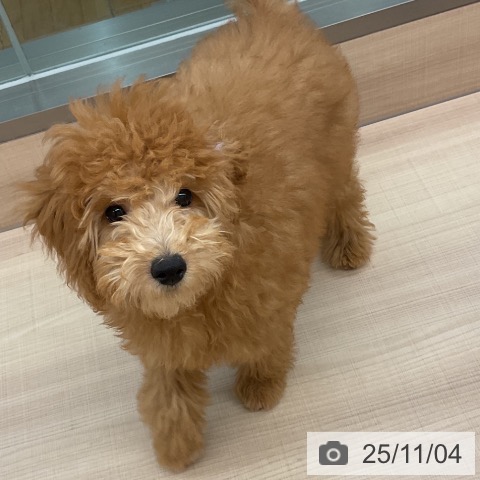 トイ・プードルの写真