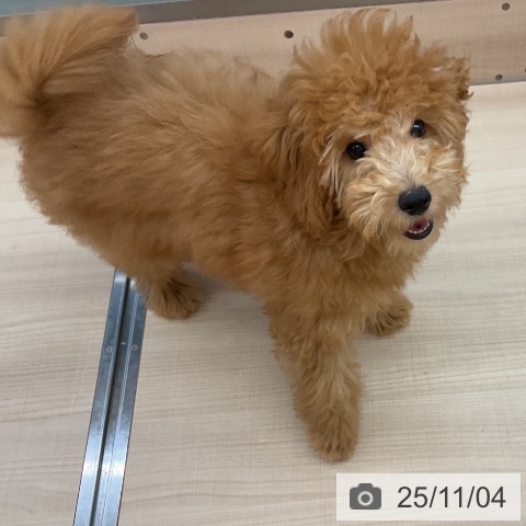 トイ・プードルの写真