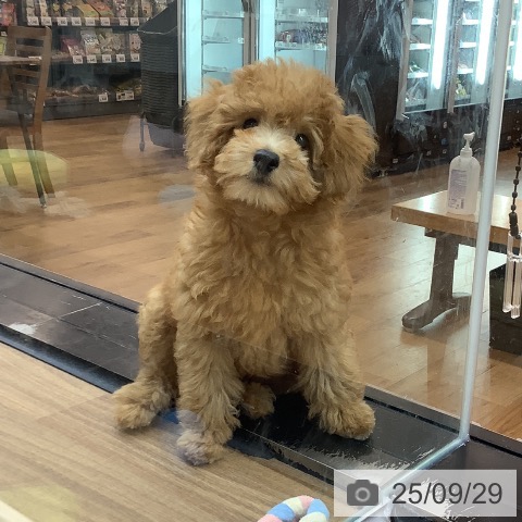 トイ・プードルの写真