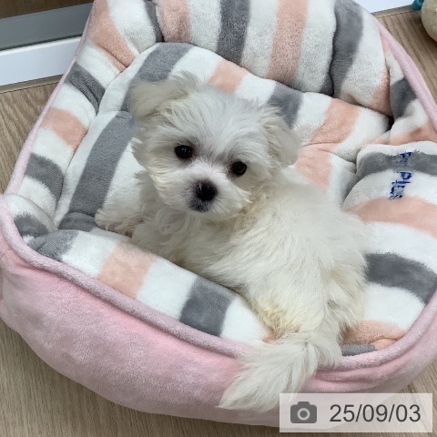 マルチーズの写真