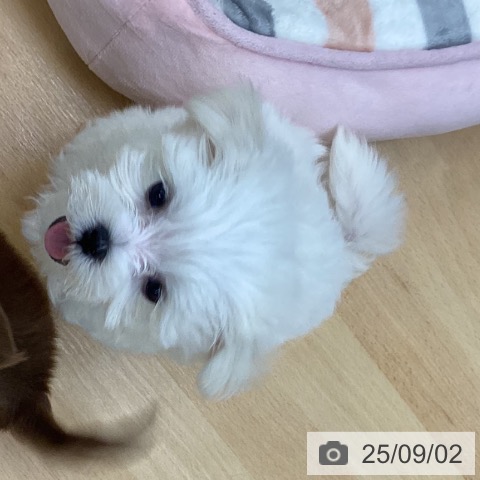 マルチーズの写真