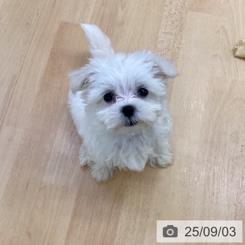 マルチーズの写真