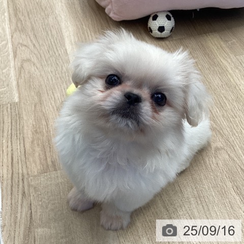 ペキニーズの写真