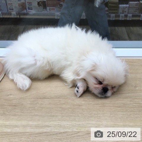ペキニーズの写真