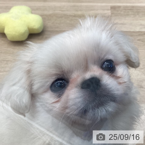 ペキニーズの写真