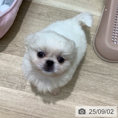 ペキニーズの写真