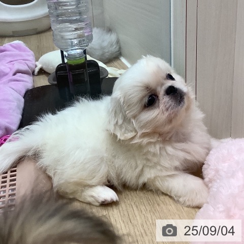 ペキニーズの写真