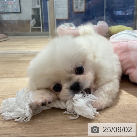 ペキニーズの写真