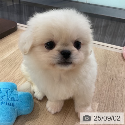 ペキニーズの写真