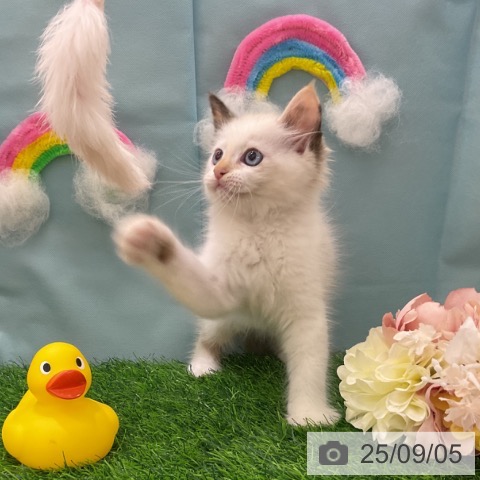 ラグドールの写真