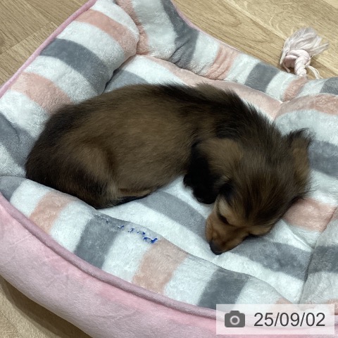カニーンヘン・ダックスフンドの写真
