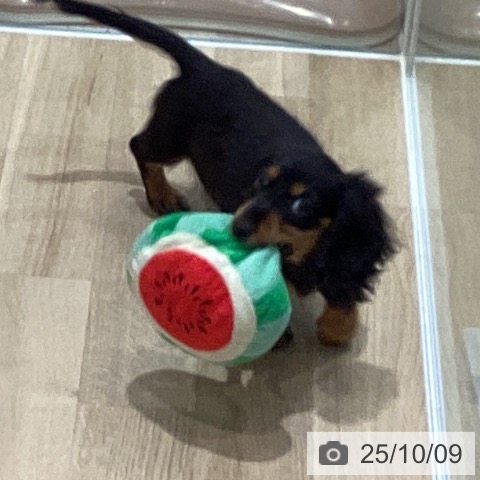 カニーンヘン・ダックスフンドの写真