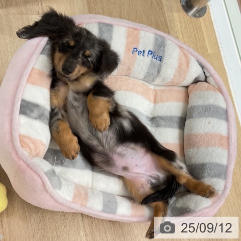 カニーンヘン・ダックスフンドの写真