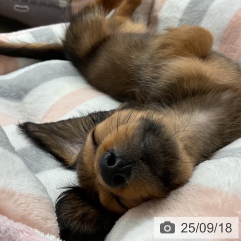 カニーンヘン・ダックスフンドの写真