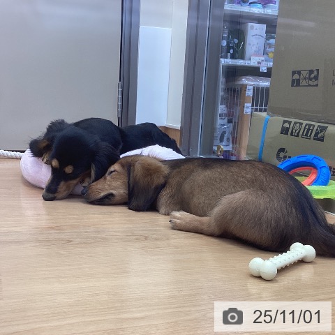 カニーンヘン・ダックスフンドの写真