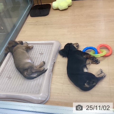 カニーンヘン・ダックスフンドの写真