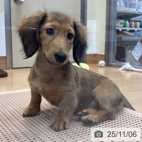 カニーンヘン・ダックスフンドの写真