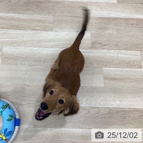 神奈川県のカニンヘンダックスフンド(ロング) (ペットプラス 相模原並木店/2025年7月3日生まれ/男の子/レッド)の子犬の4枚目の画像