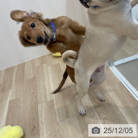 神奈川県のカニンヘンダックスフンド(ロング) (ペットプラス 相模原並木店/2025年7月3日生まれ/男の子/レッド)の子犬の3枚目の画像