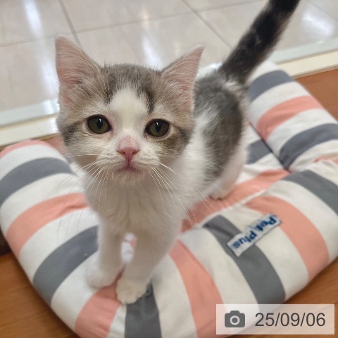 スコティッシュフォールドの写真