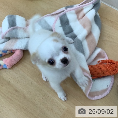 チワワの写真