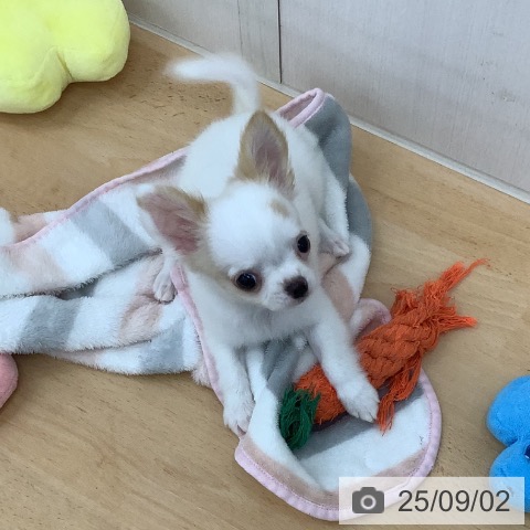 チワワの写真