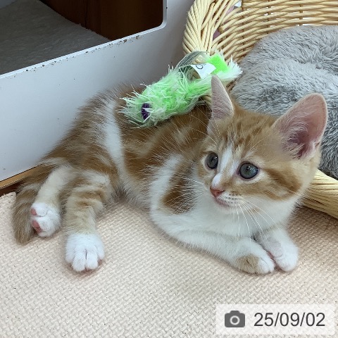 マンチカンの写真