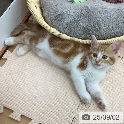 マンチカンの写真