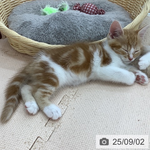 マンチカンの写真