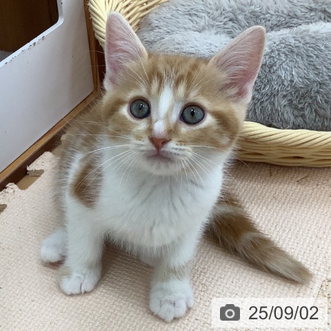 マンチカンの写真