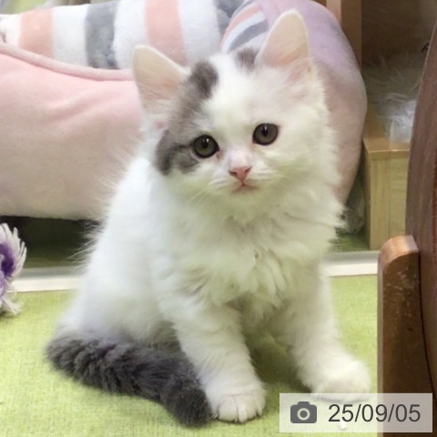 スコティッシュフォールドの写真