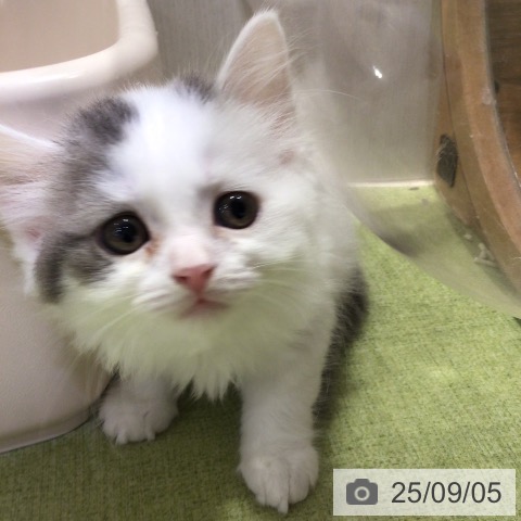スコティッシュフォールドの写真