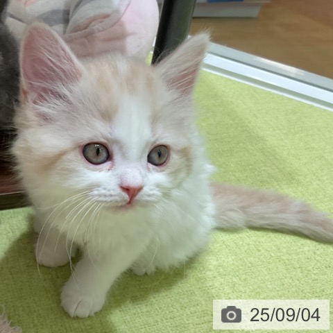 スコティッシュフォールドの写真