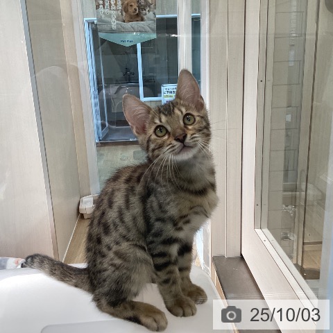 ベンガルの写真